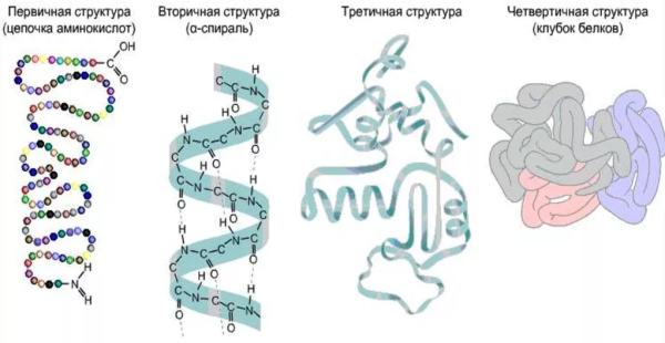 Строение молекулы белка первичная структура