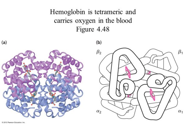 Четвертичная структура белка схема
