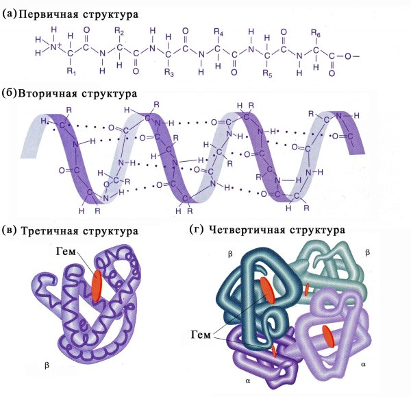 Связи в первичной вторичной и третичной структуре белка
