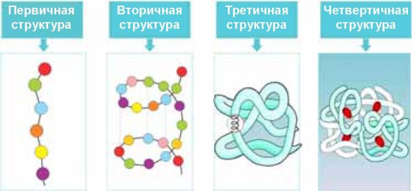 Белок первичная структура вторичная третичная