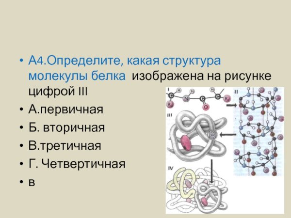 Структуры белка первичная вторичная третичная четвертичная