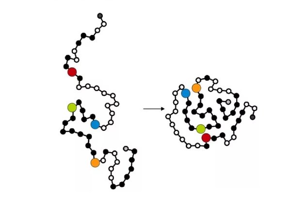 Белки строение молекулы
