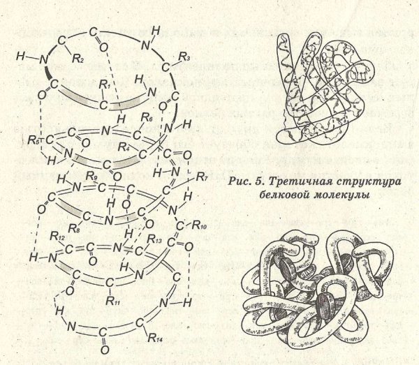 Третичная структура белка строение