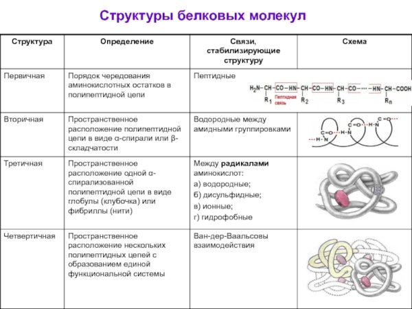 Характеристика первичной структуры белка таблица