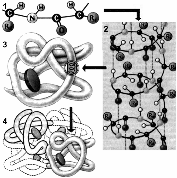 Схема строения первичной структуры белка