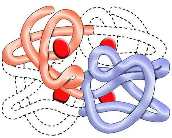 Четвертичная структура белка это структура