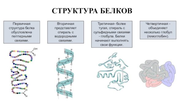Первичная структура белка вторичная структура