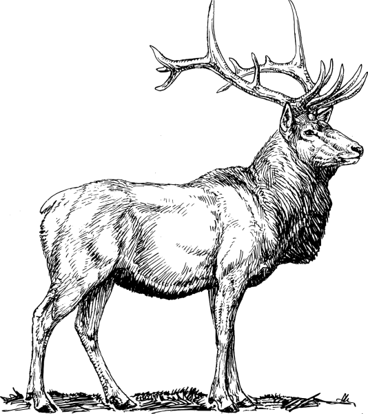 Олень рисунок