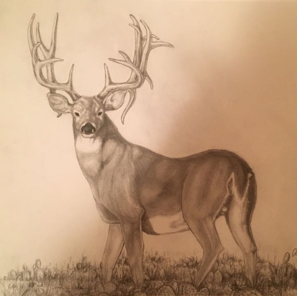 Благородный олень рисунок