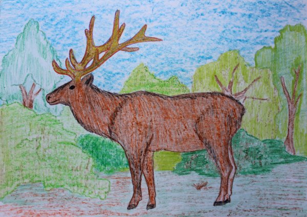 Животные красной книги рисовать