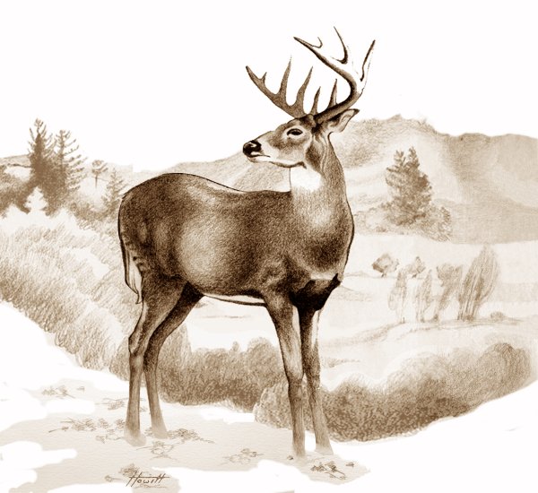 Олень карандашом