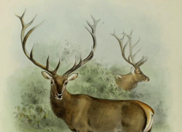 Картина марала