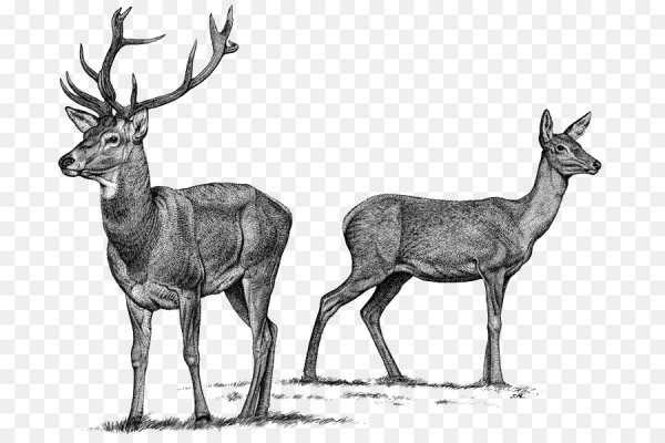 Благородный олень (Cervus elaphus)