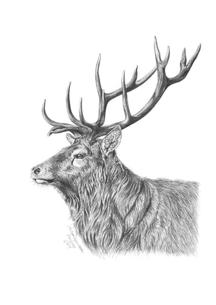 Благородный олень рисунок