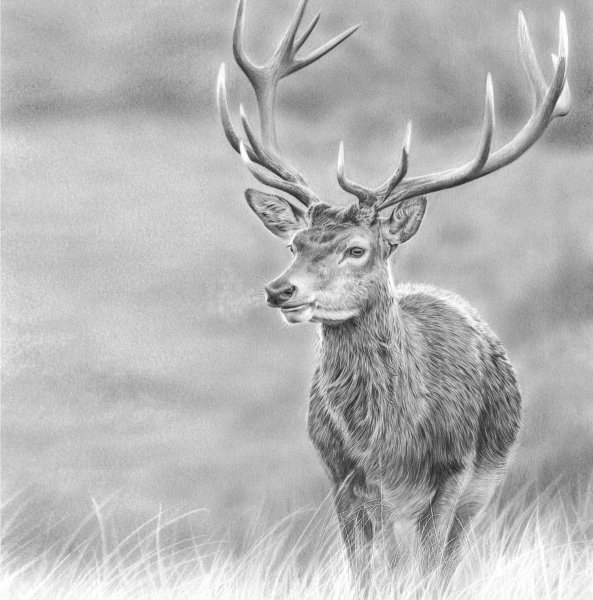 Олень для гравировки
