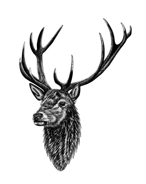 Благородный олень (Cervus elaphus)