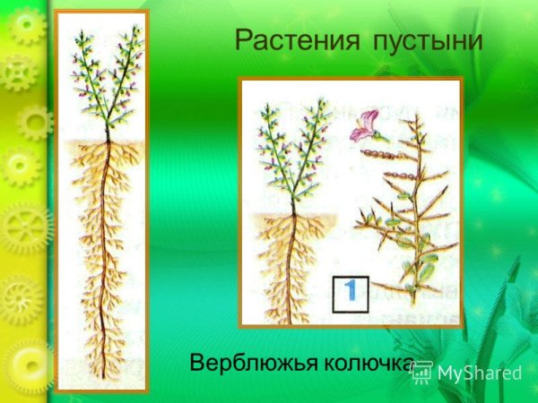Корень растения верблюжья колючка