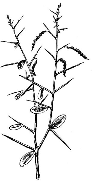 Верблюжья колючка шипы