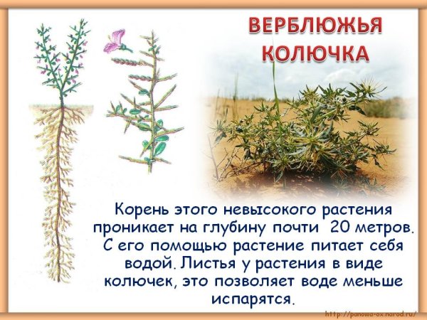 Верблюжья колючка пустыни