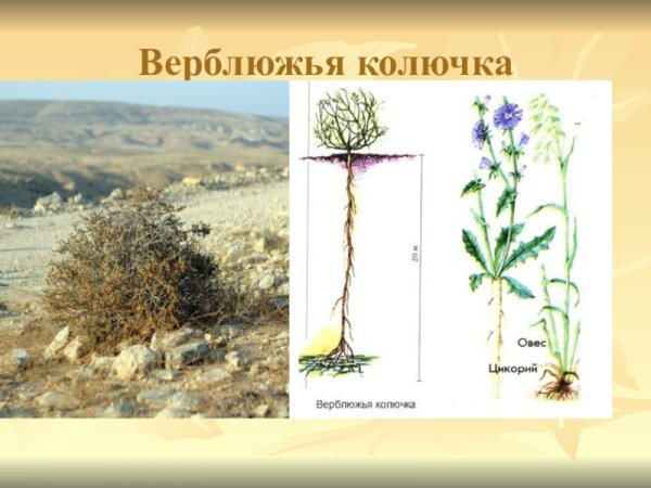 Верблюжья колючка обыкновенная корень