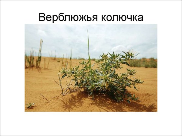 Саксаул верблюжья колючка