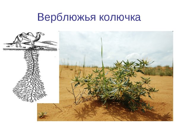 Верблюжья колючка пустыни