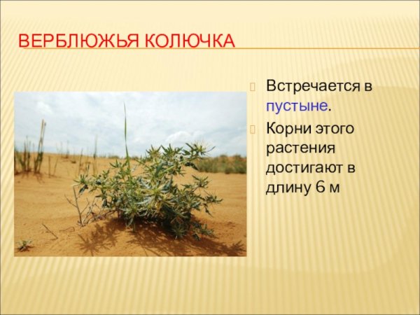 Рисунок растения пустыни верблюжья колючка