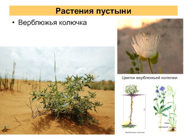 Верблюжья колючка пустыни