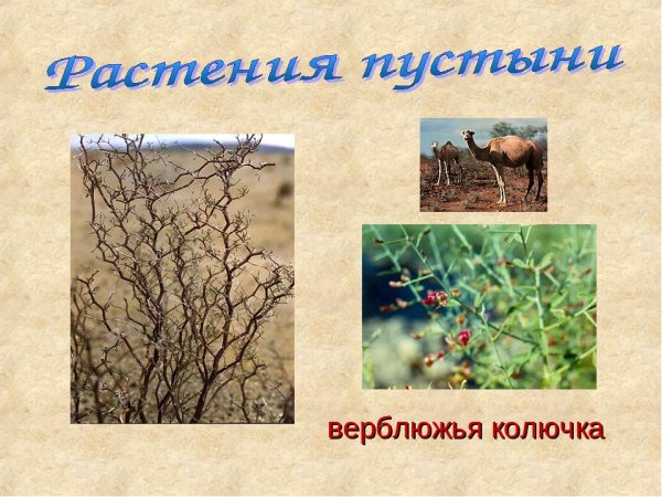 Растения пустыни верблюжья колючка