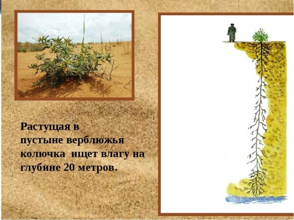 Верблюжья колючка растения пустынь