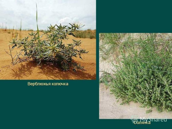 Верблюжья колючка пустыни