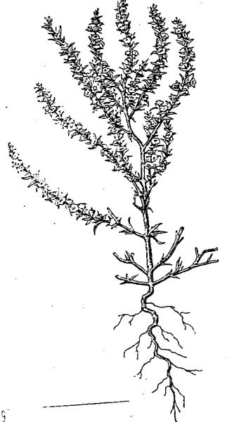 Зимующие сорные растения