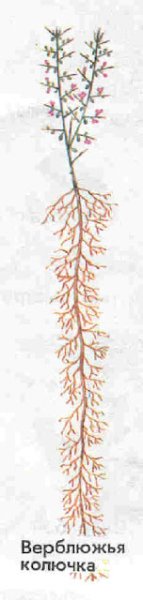 Корневая система верблюжьей колючки