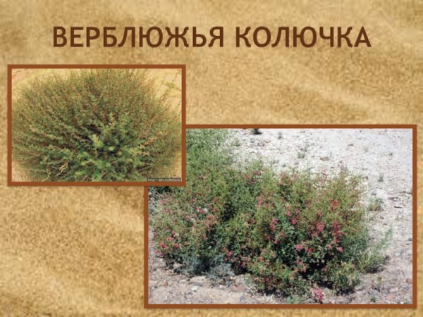 Ксерофиты верблюжья колючка