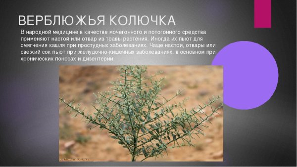 Стебель верблюжьей колючки