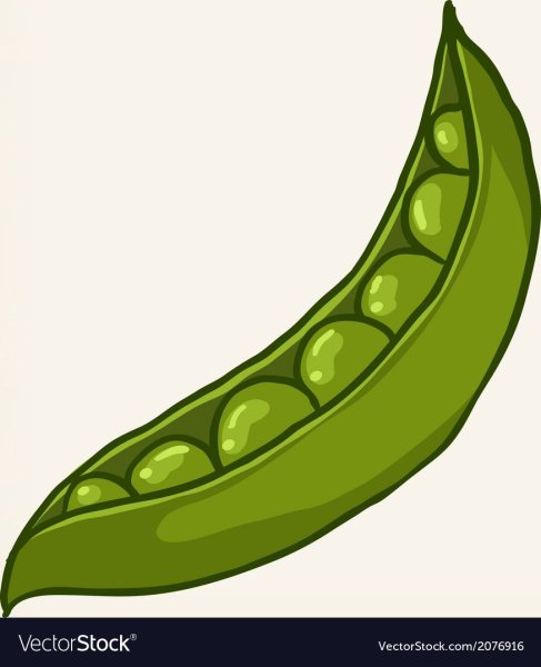 Стручок гороха вектор