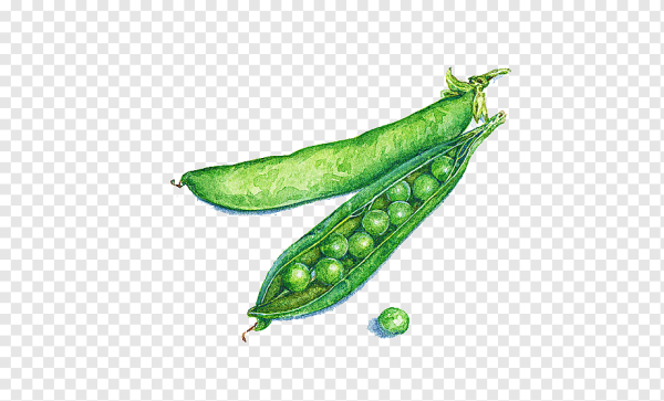 Стручок гороха акварель