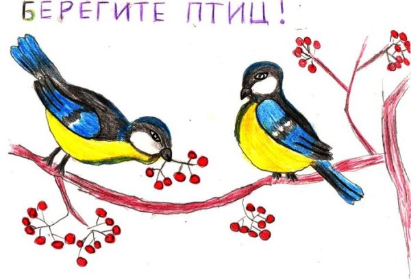 Плакат берегите птиц