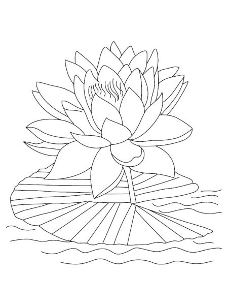 Лотос орехоносный черно-белая