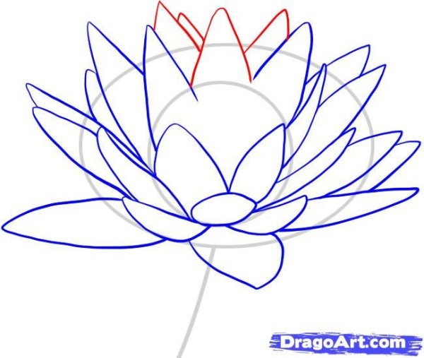 Кувшинка карандашом