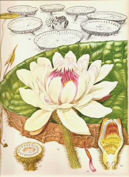 Nymphaea Lotus Ботаническая иллюстрация