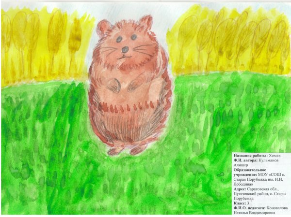 Степной хомяк рисунок