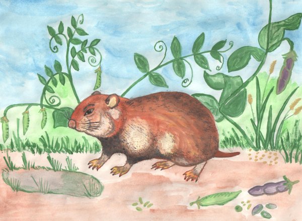 Животные степи рисунок