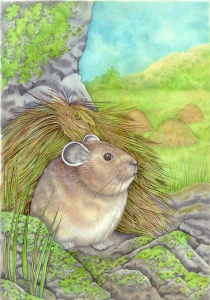 Степная пищуха рисунок