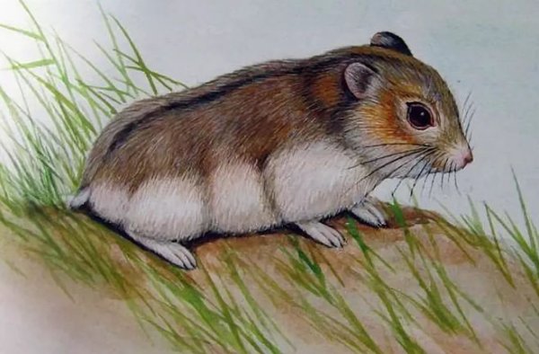 Хомяк цветными карандашами