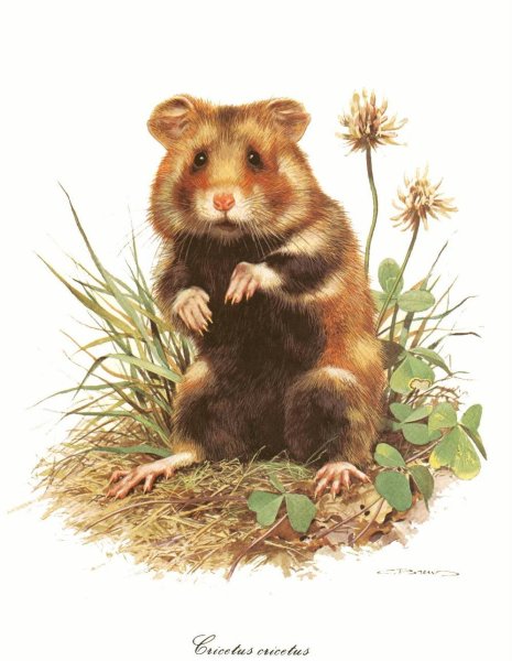 Картина хомяка