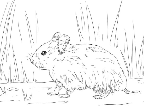 Хомяк джунгарский раскраска для детей