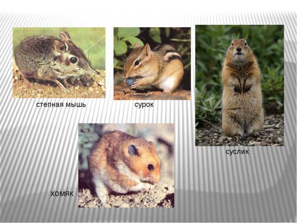 Хомяк Степной зоны