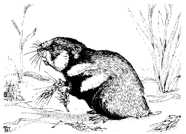 Хомяк обыкновенный иллюстрации