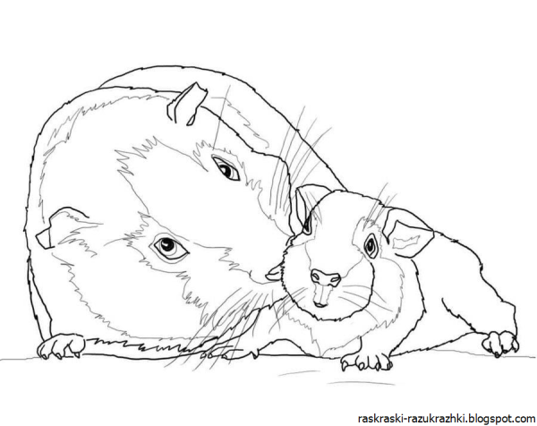 Раскраска морская Свинка